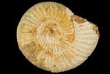 Perisphinctes Ammonite - Jurassic #100281-1